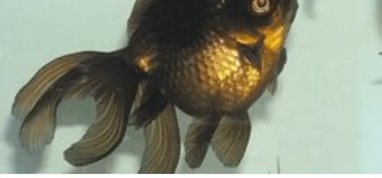 Witness the Unprecedented Crossbreeding of Comet Goldfish