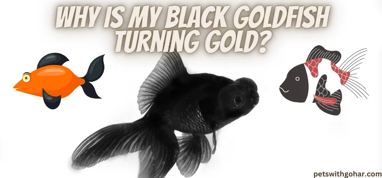 Why Do Black Moor Goldfish Change Color
