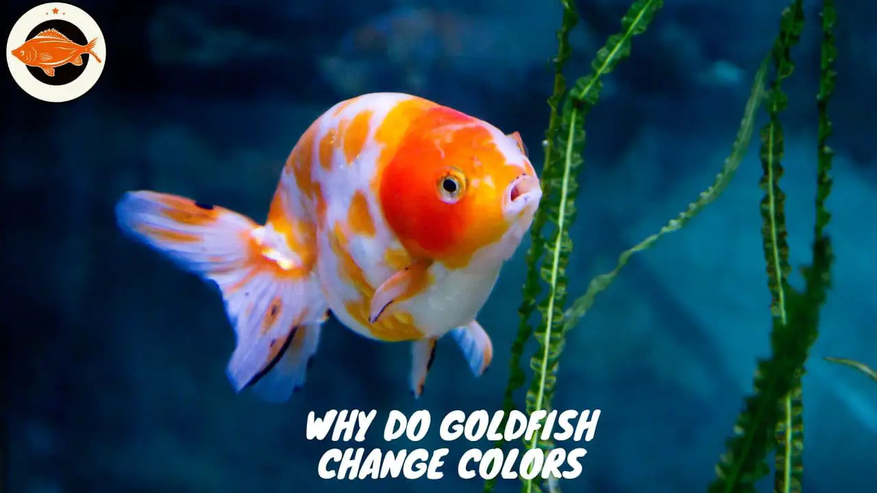 Why Do Goldfish Change Colors (1) (1)