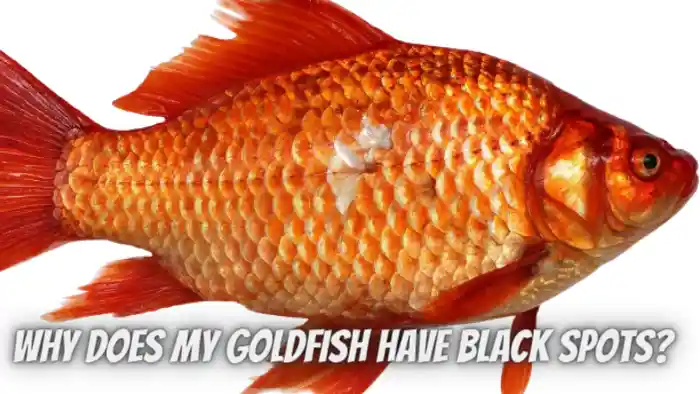 Why Does My Goldfish Have Black Spots? Common Causes and Treatment Options
