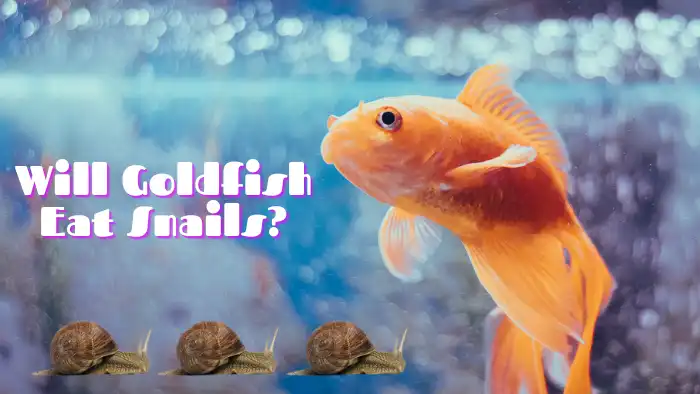 Will Goldfish Eat Snails A Comprehensive Guide