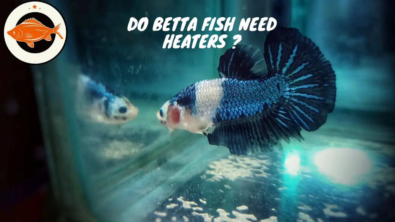 do betta fish need heaters