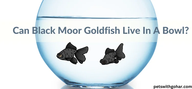 Can Black Moor Goldfish Live In A Bowl