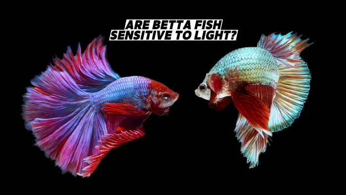 Are Betta Fish Sensitive To Light (1)