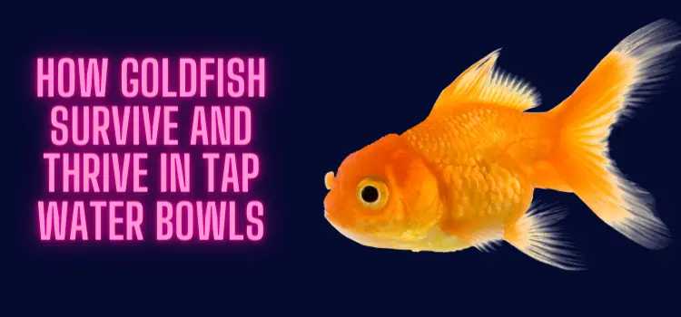 How Goldfish Survive and Thrive in Tap Water Bowls