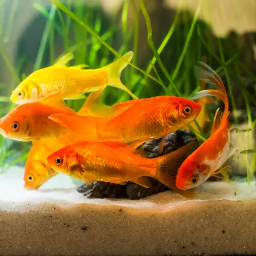 Why Bread Should Never Be Fed to Goldfish