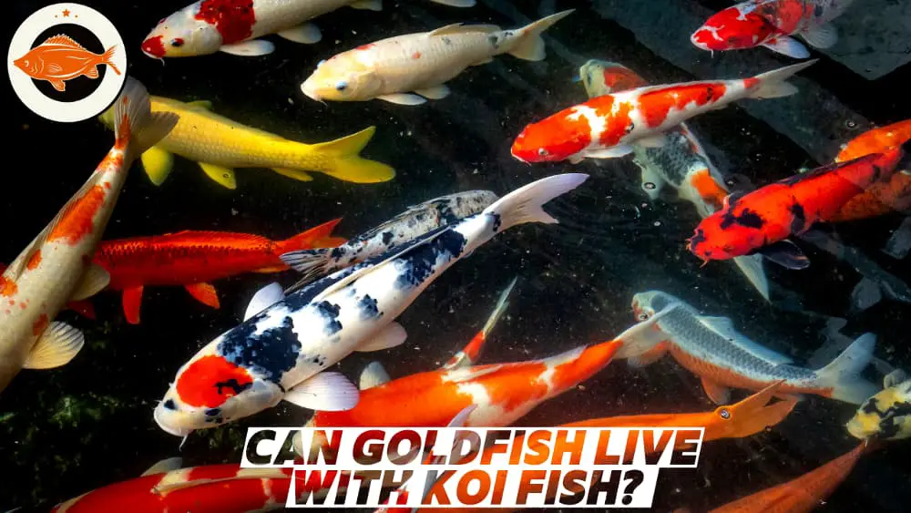 Can Goldfish Live with Koi Fish
