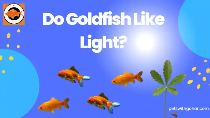 Do Goldfish Like Light