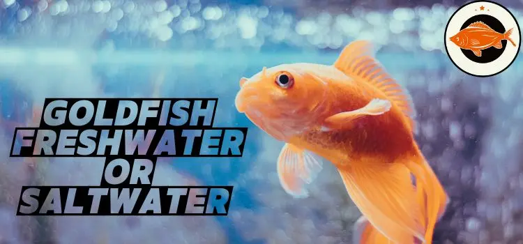 Goldfish Freshwater or Saltwater