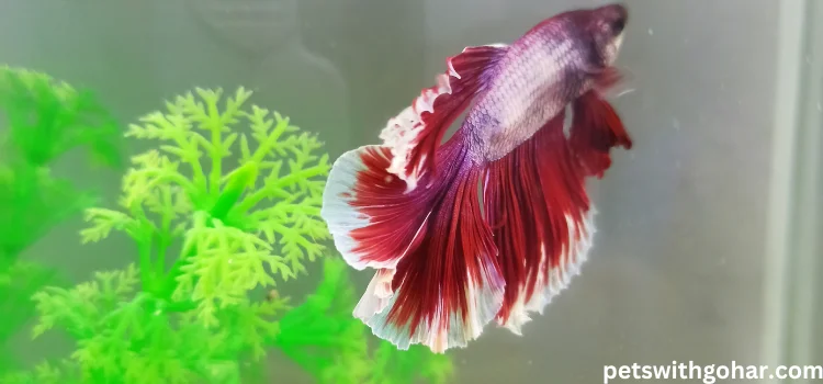 How Do I Know If My Betta Fish Is Happy