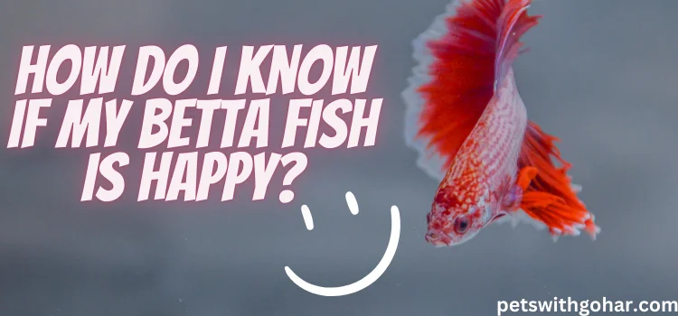 How Do I Know If My Betta Fish Is Happy