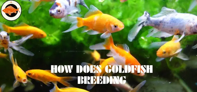 How Does Goldfish Breeding