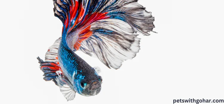 How To Tell If Your Betta Fish Is Unhappy