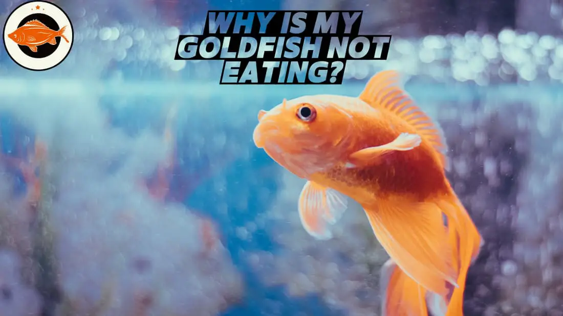 Why Is My Goldfish Not Eating