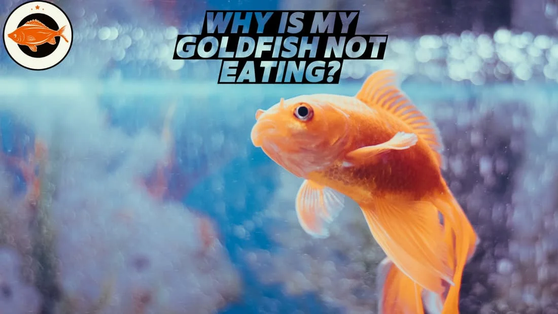 Why Is My Goldfish Not Eating