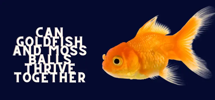 Can Goldfish Live with Moss Balls?